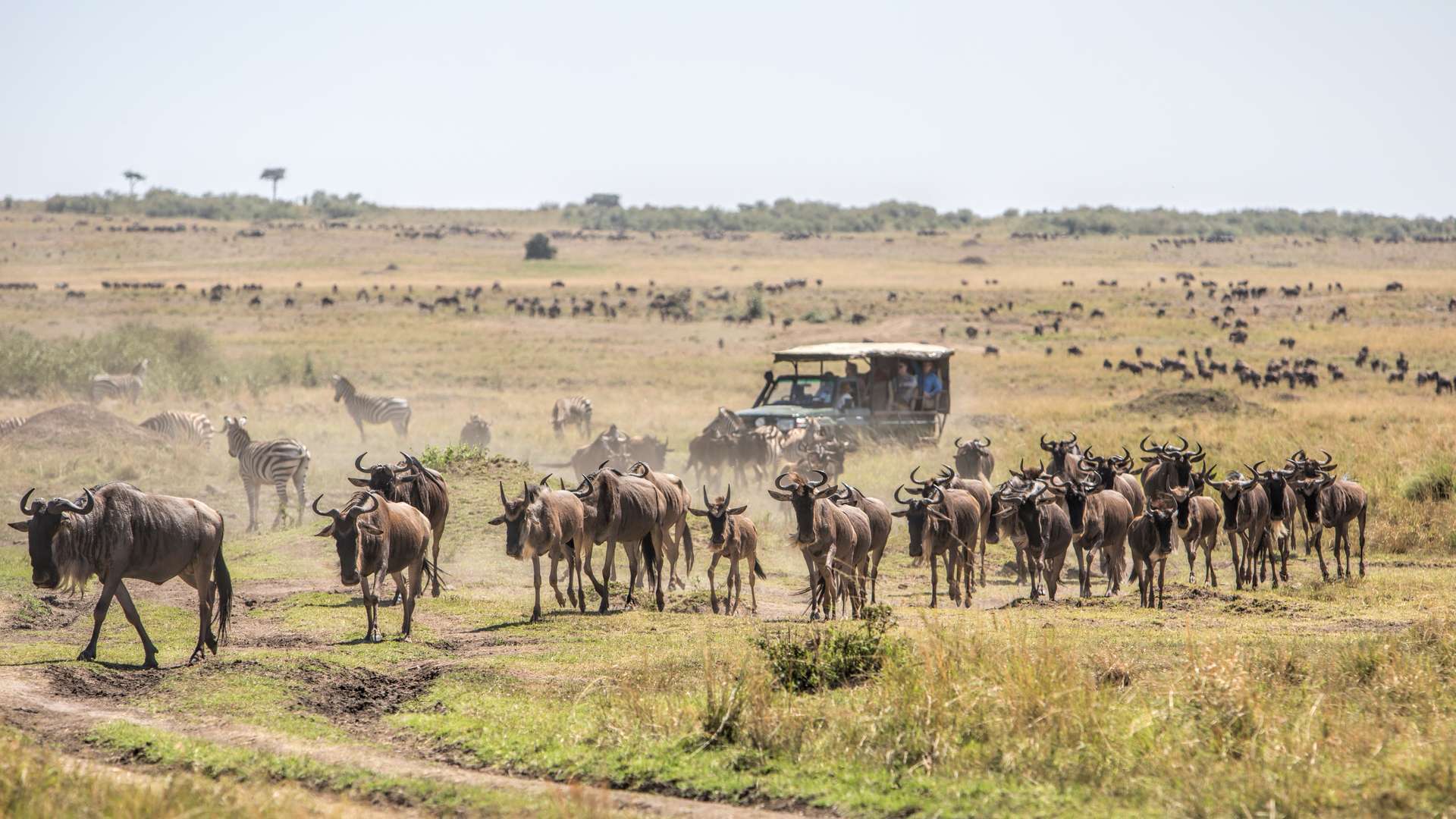5 best itinerary ideas for 5 Day Kenya wildlife safari tour 